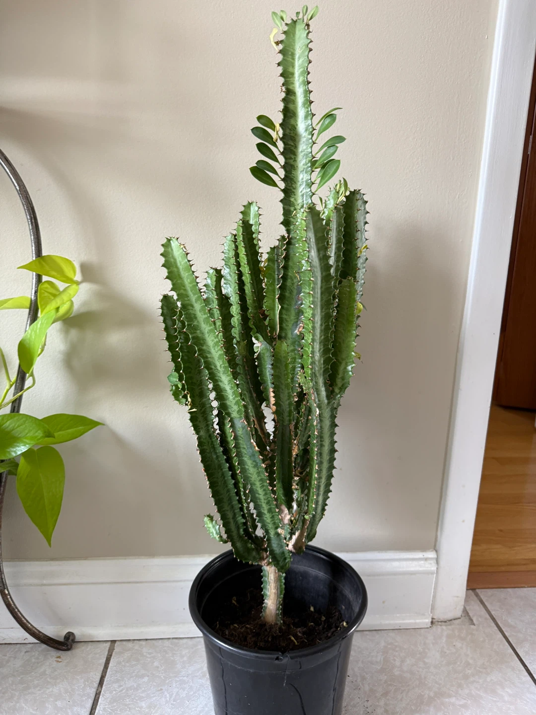 Euphorbia Trigona Cactus Plant - 36 inches tall