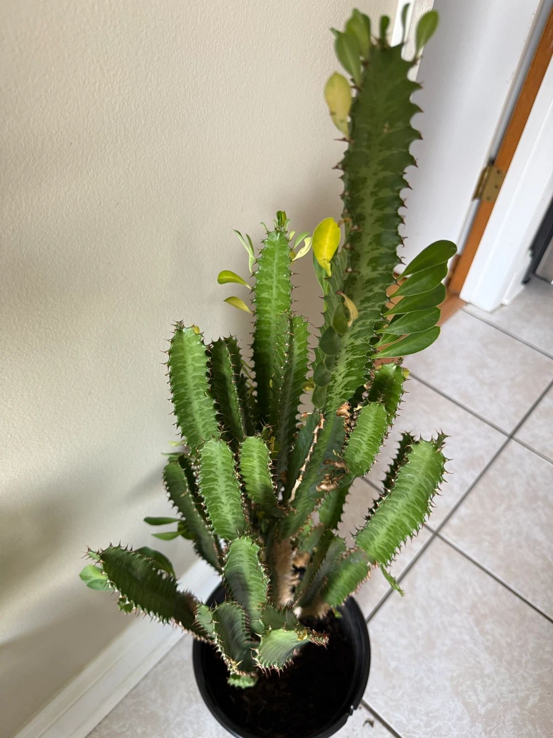 Euphorbia Trigona Cactus Plant - 36 inches tall - photo 4