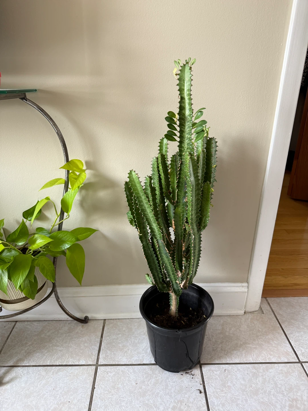Euphorbia Trigona Cactus Plant - 36 inches tall - photo 2