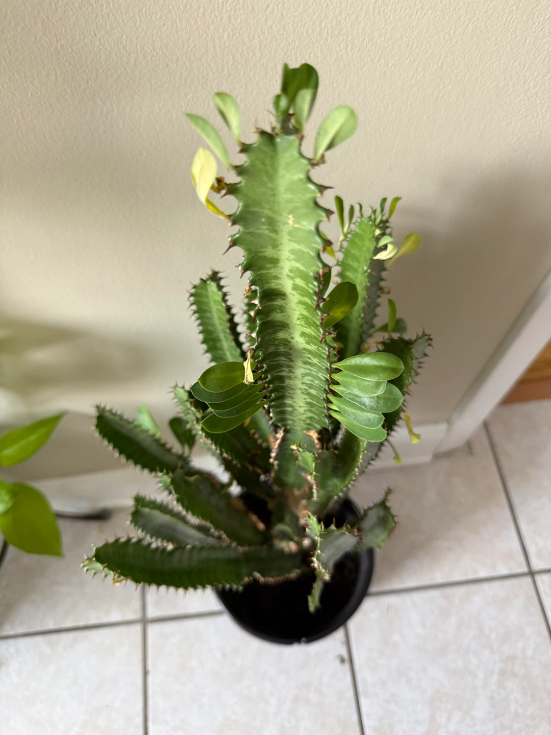 Euphorbia Trigona Cactus Plant - 36 inches tall - photo 3