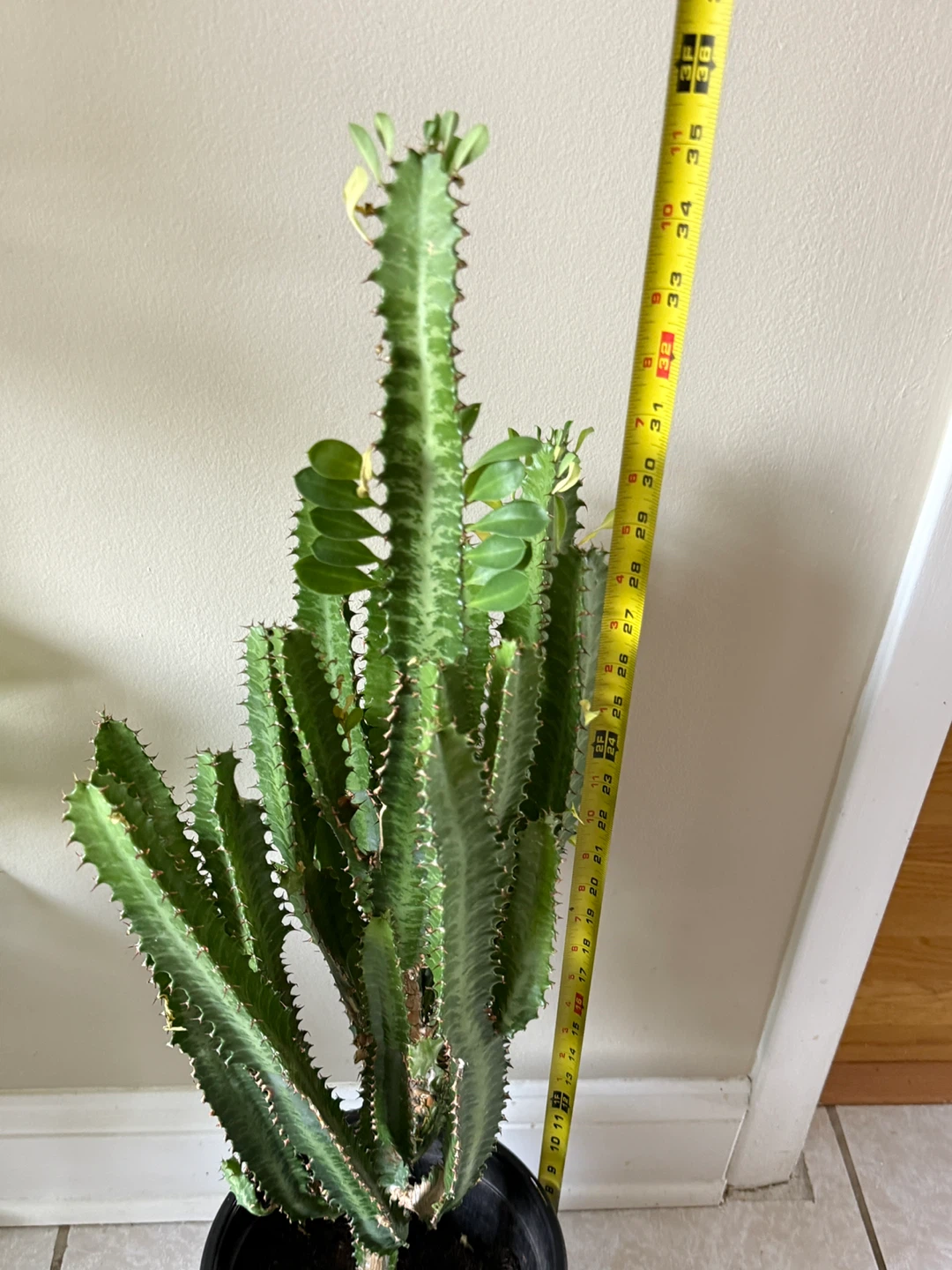 Euphorbia Trigona Cactus Plant - 36 inches tall - photo 5