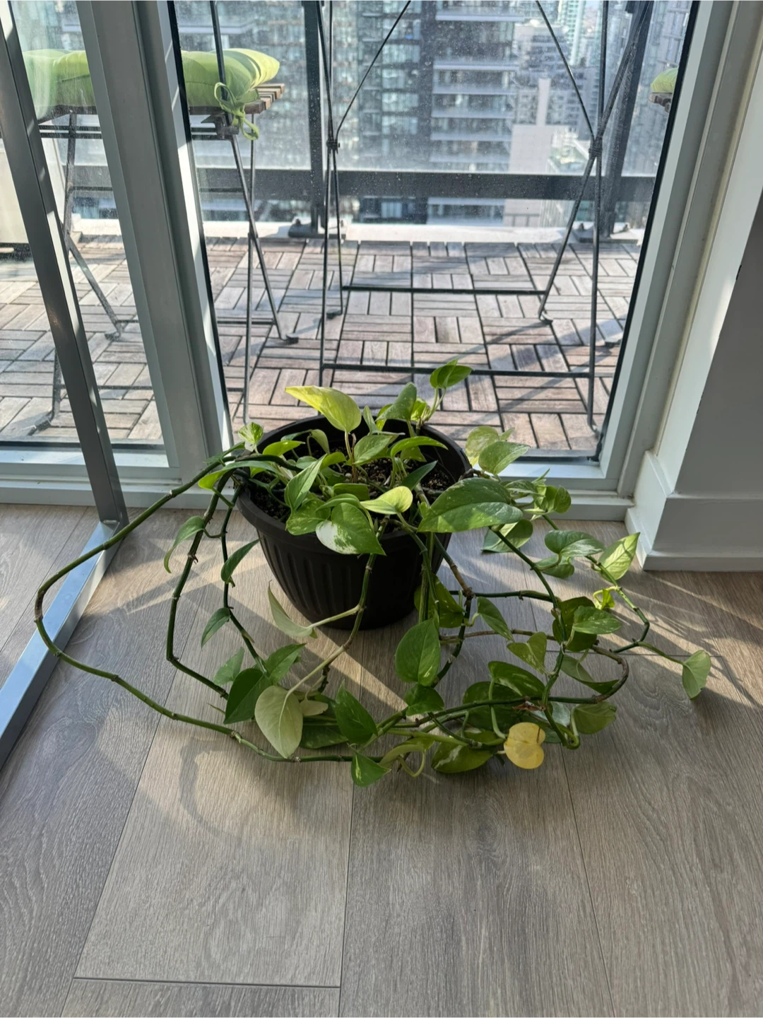 Pothos Plant