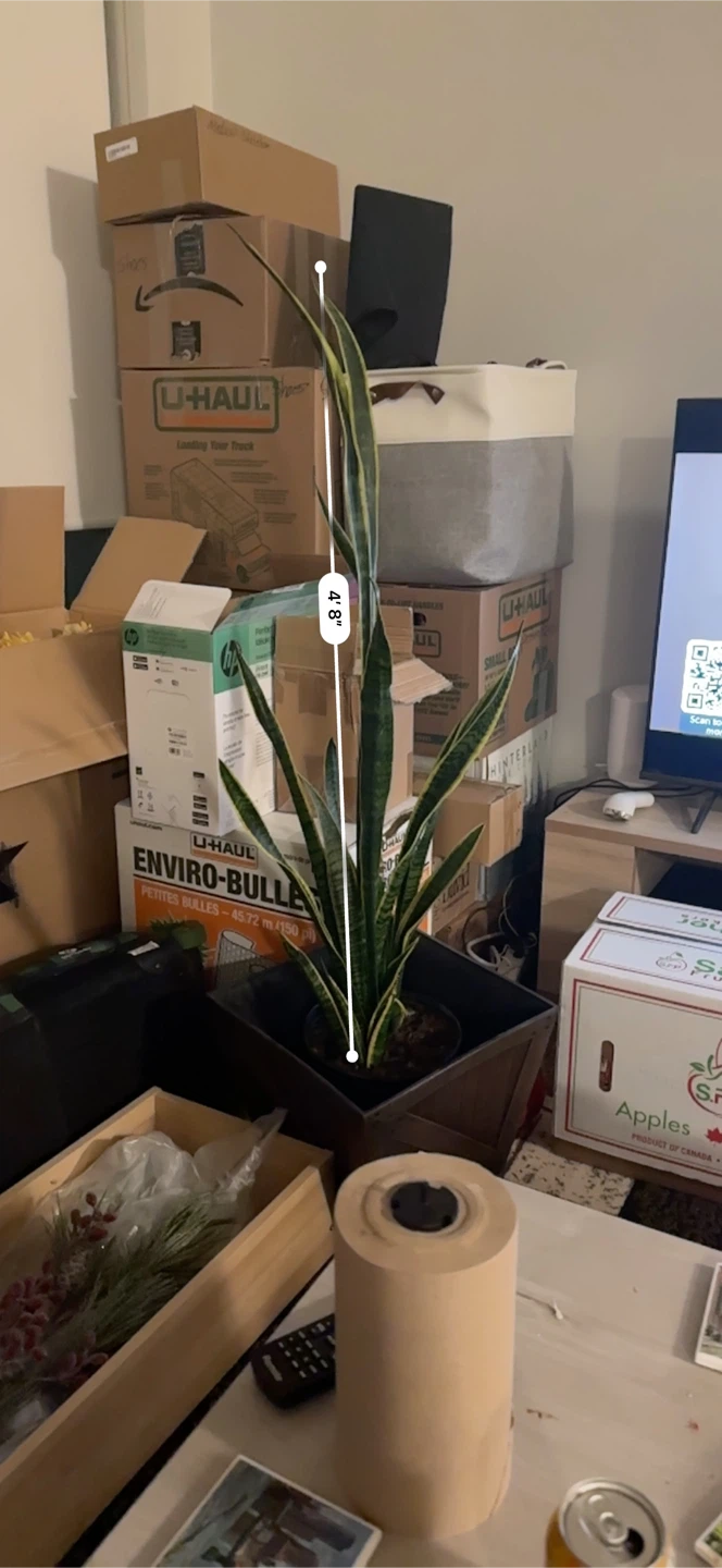 Snake Plant (Sansevieria) - 4ft Tall