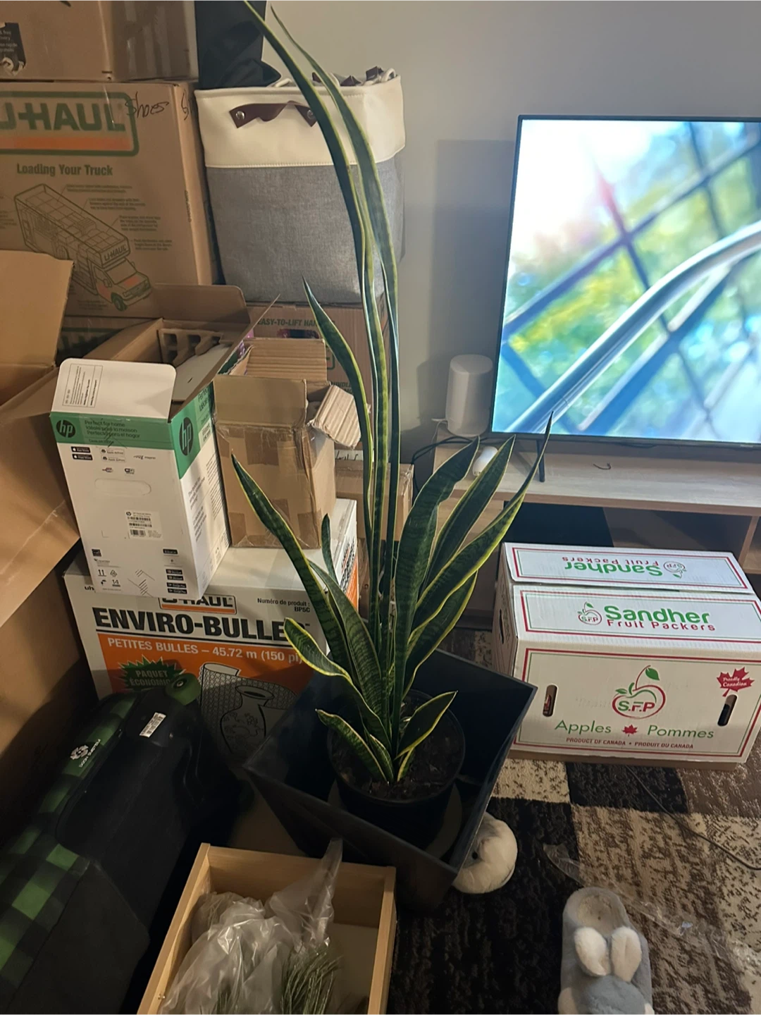 Snake Plant (Sansevieria) - 4ft Tall - photo 2