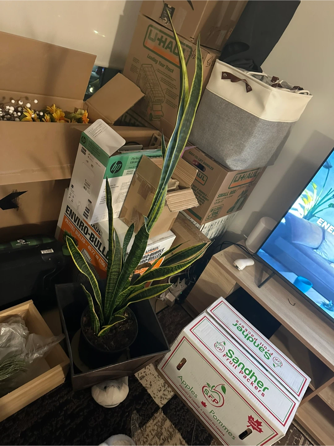 Snake Plant (Sansevieria) - 4ft Tall - photo 3