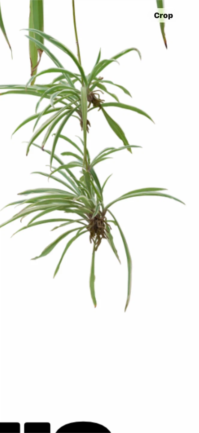 #gifting baby rooted Spider Plants
