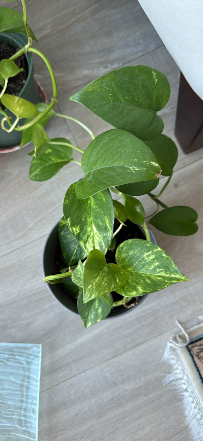 Pothos Plant - photo 3