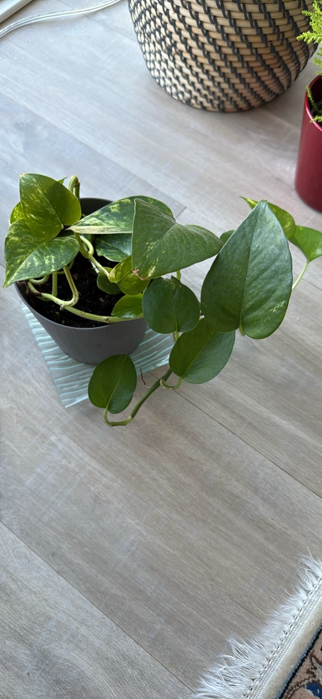 Pothos Plant - photo 4