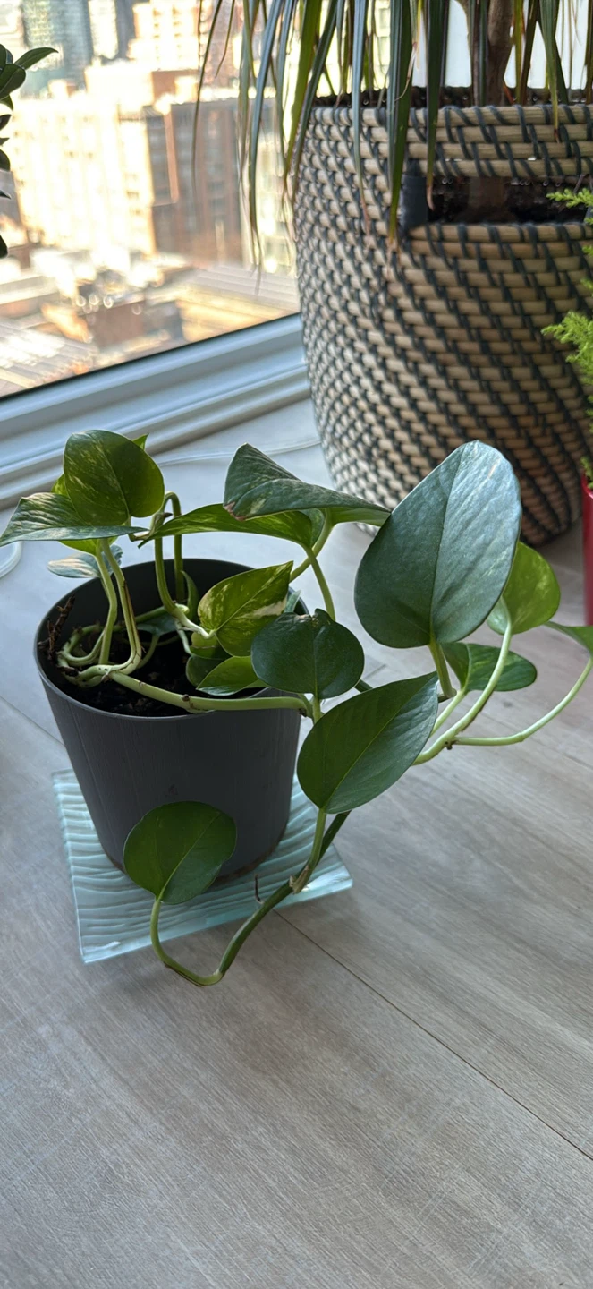 Pothos Plant - photo 2