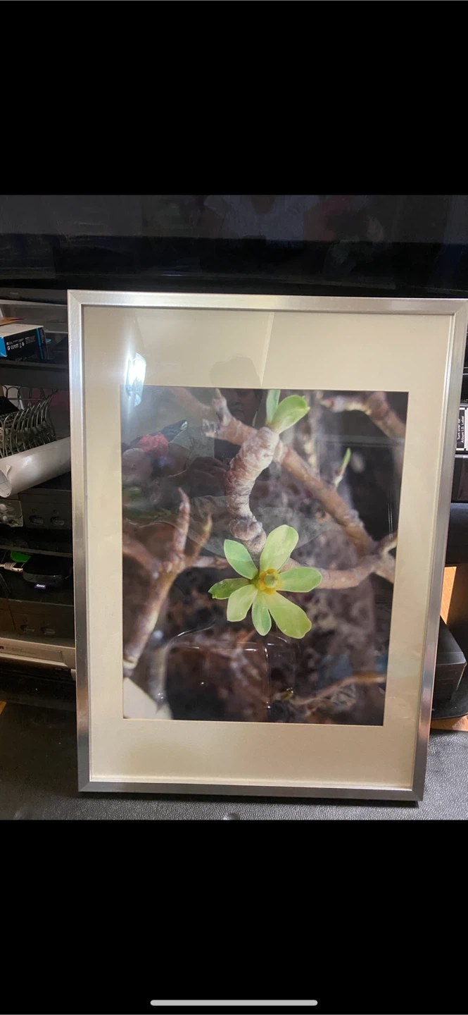 IKEA Ribba Frame