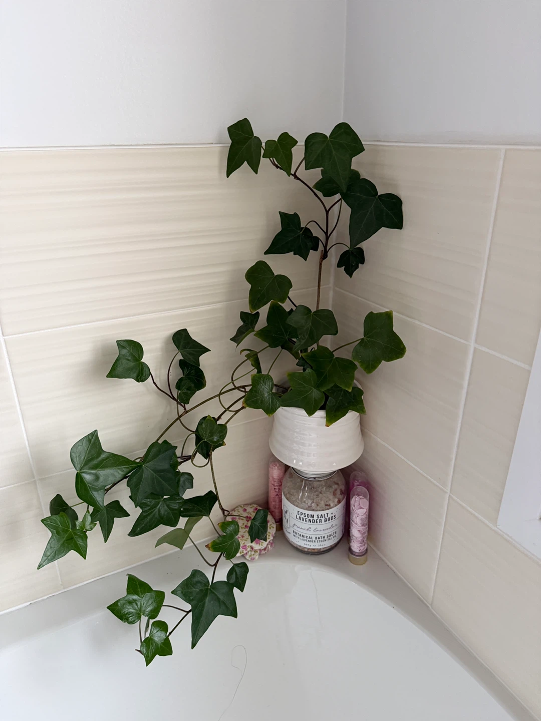 Ivy plant