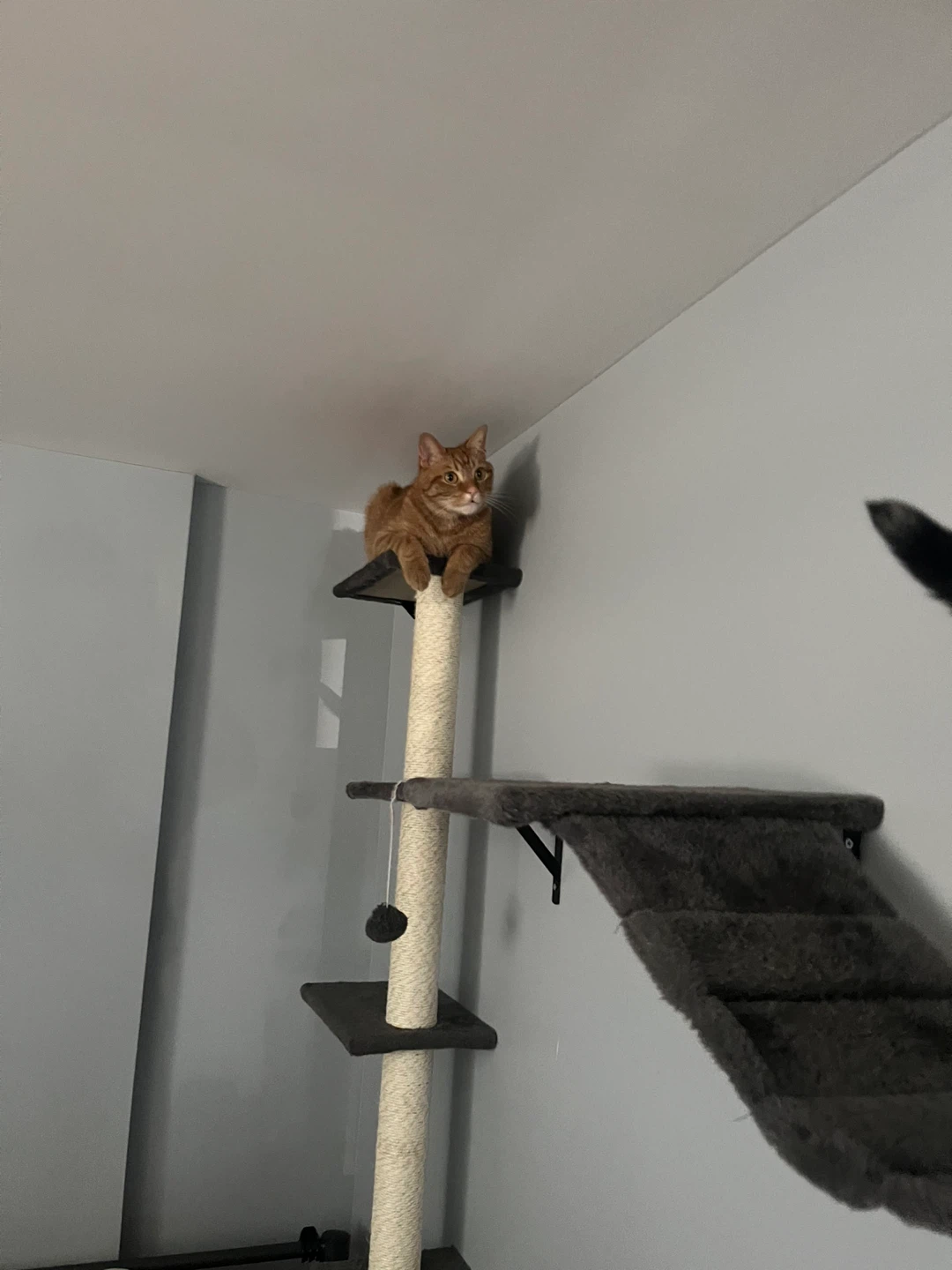 Cat Wall Shelves & Scratching Post - photo 2