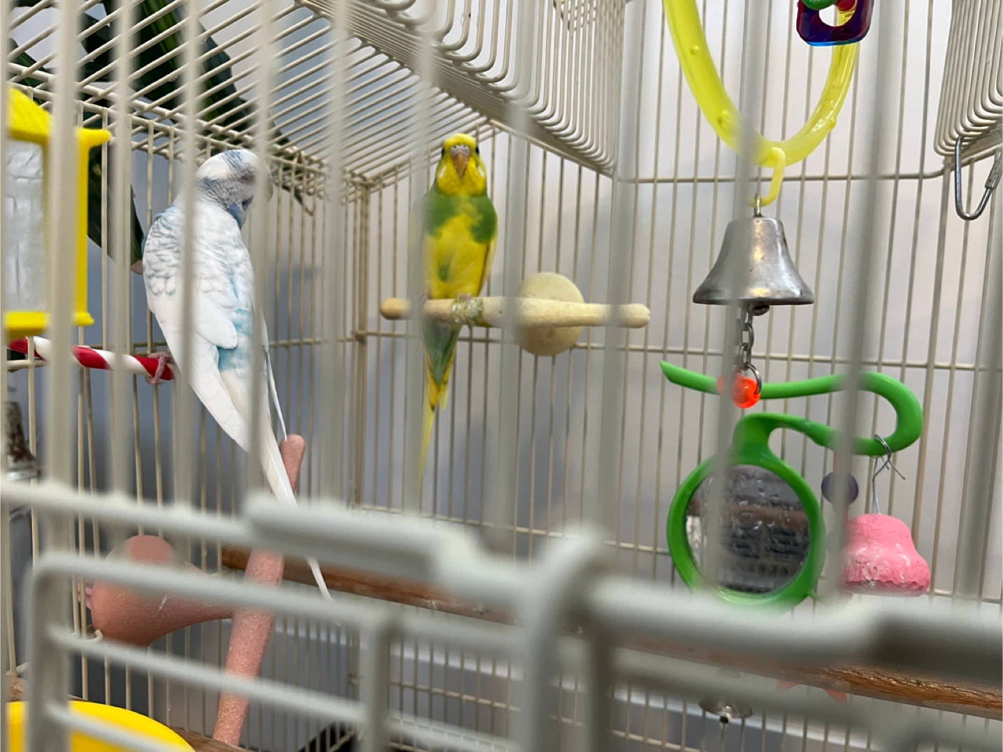 Bird Cage with Accessories - photo 2