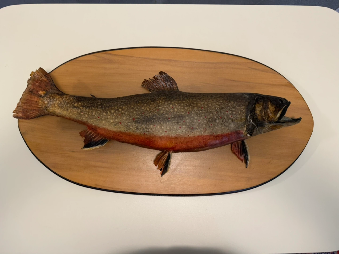 Mounted Fish Taxidermy