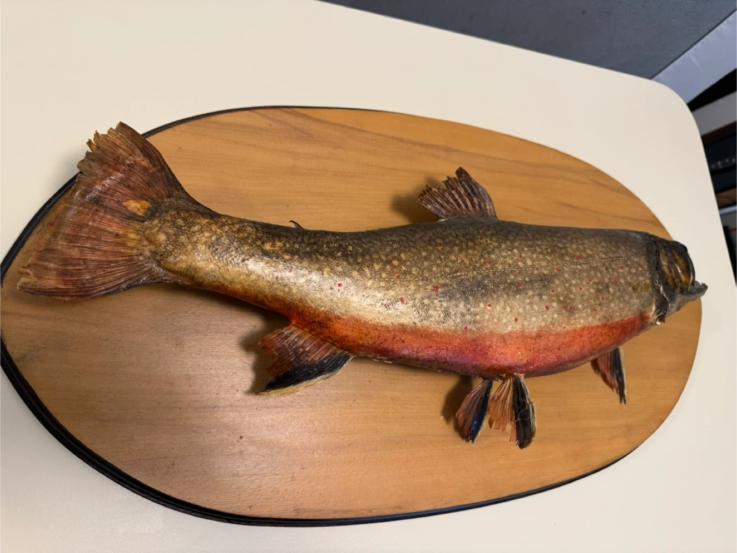 Mounted Fish Taxidermy - photo 5