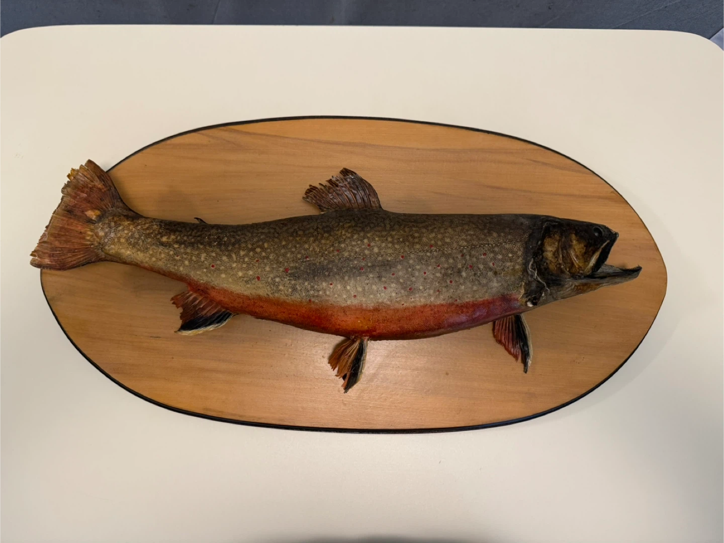 Mounted Fish Taxidermy - photo 2