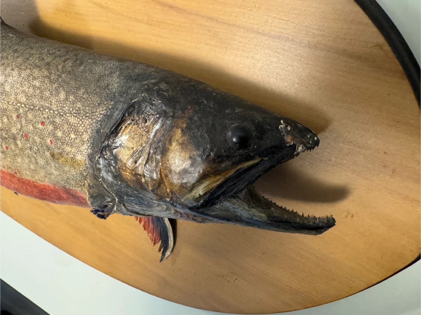 Mounted Fish Taxidermy - photo 4