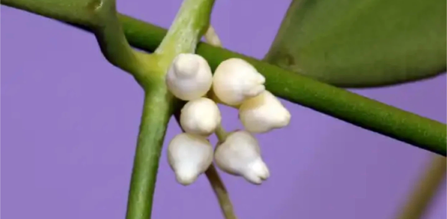 Dischidia ovata #gifting - photo 4