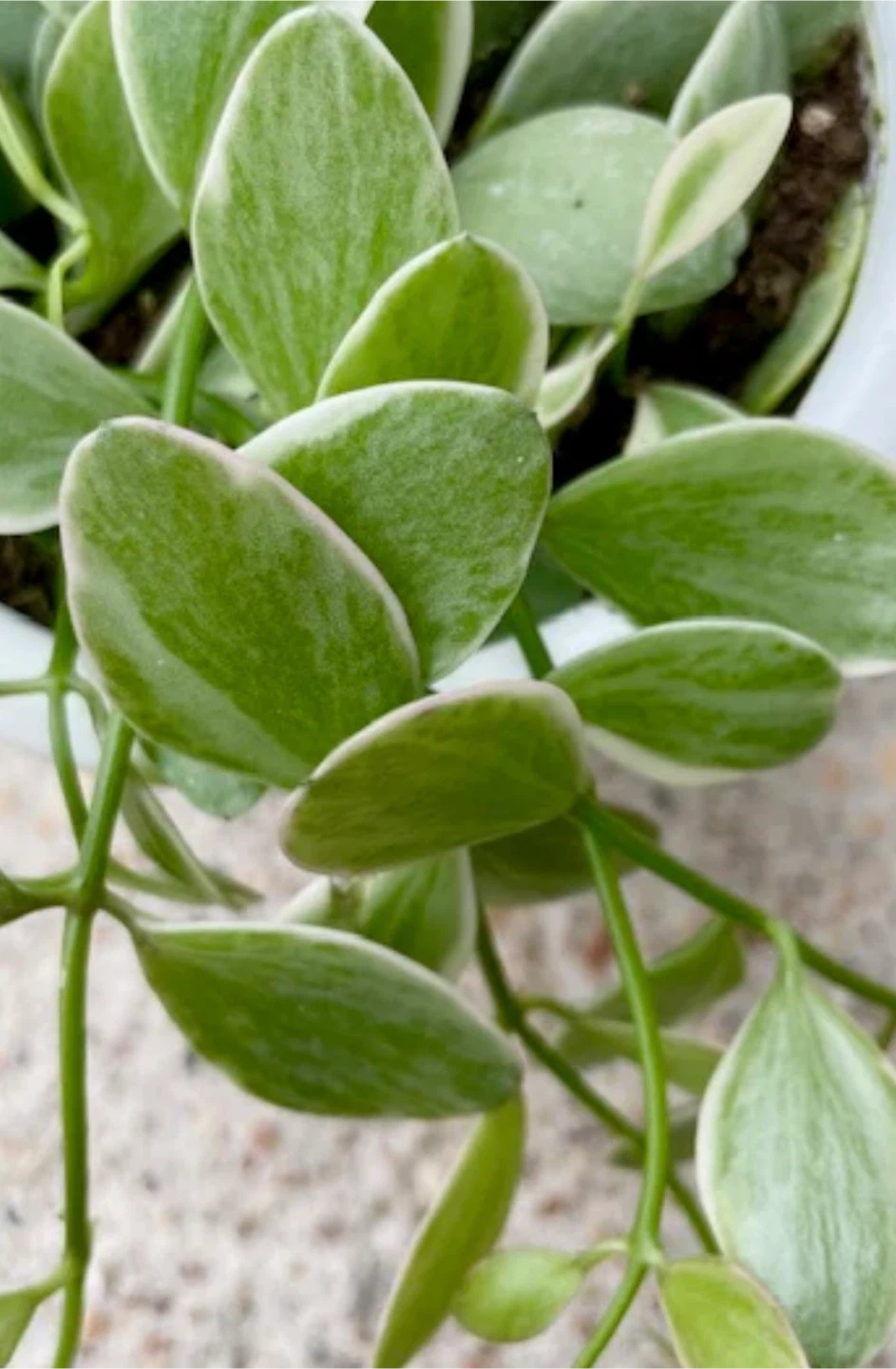 Dischidia ovata #gifting
