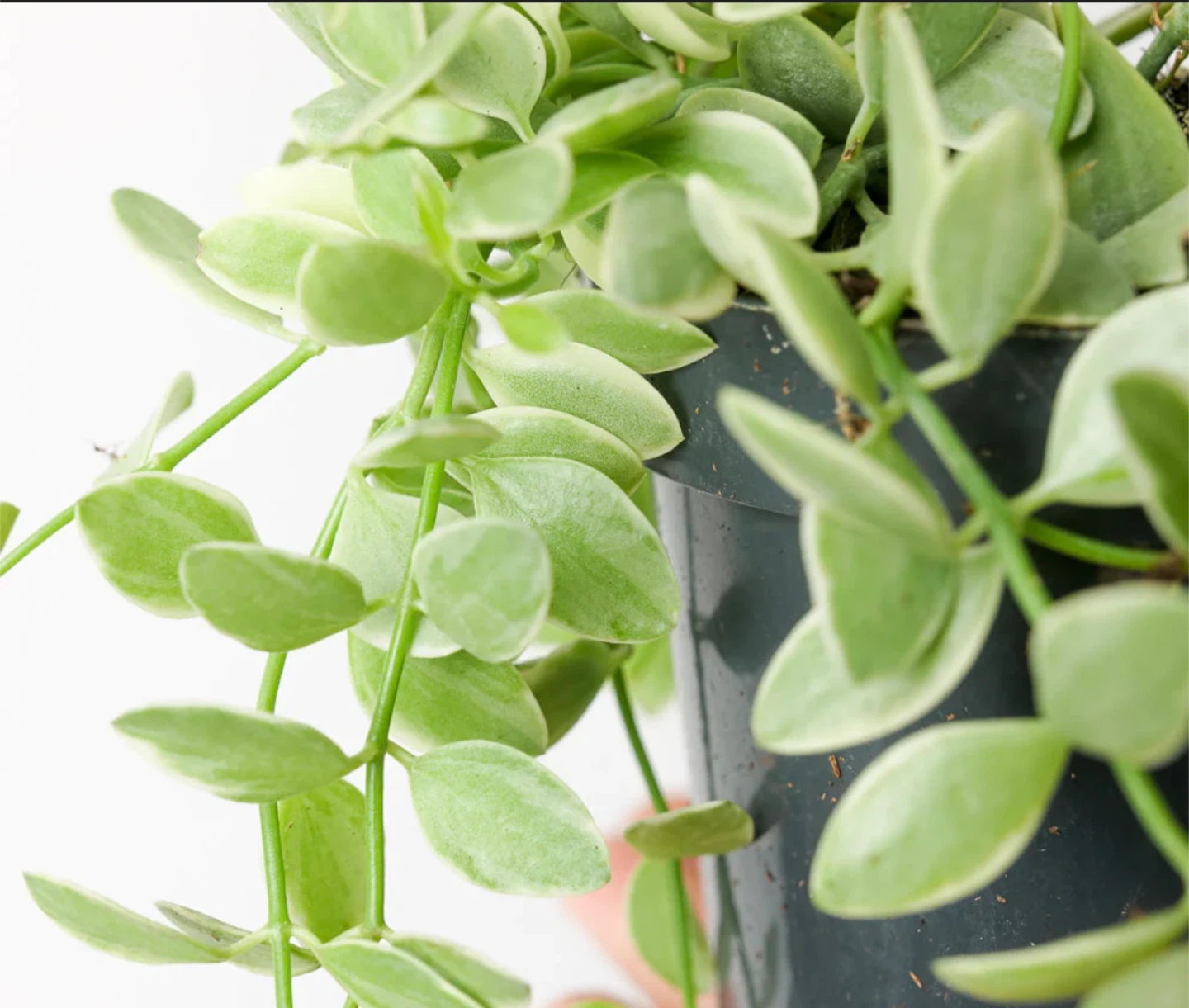 Dischidia ovata #gifting - photo 3