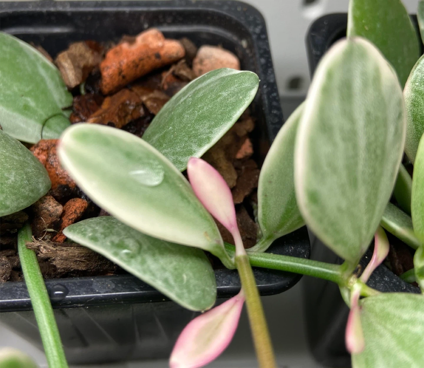 Dischidia ovata #gifting - photo 2