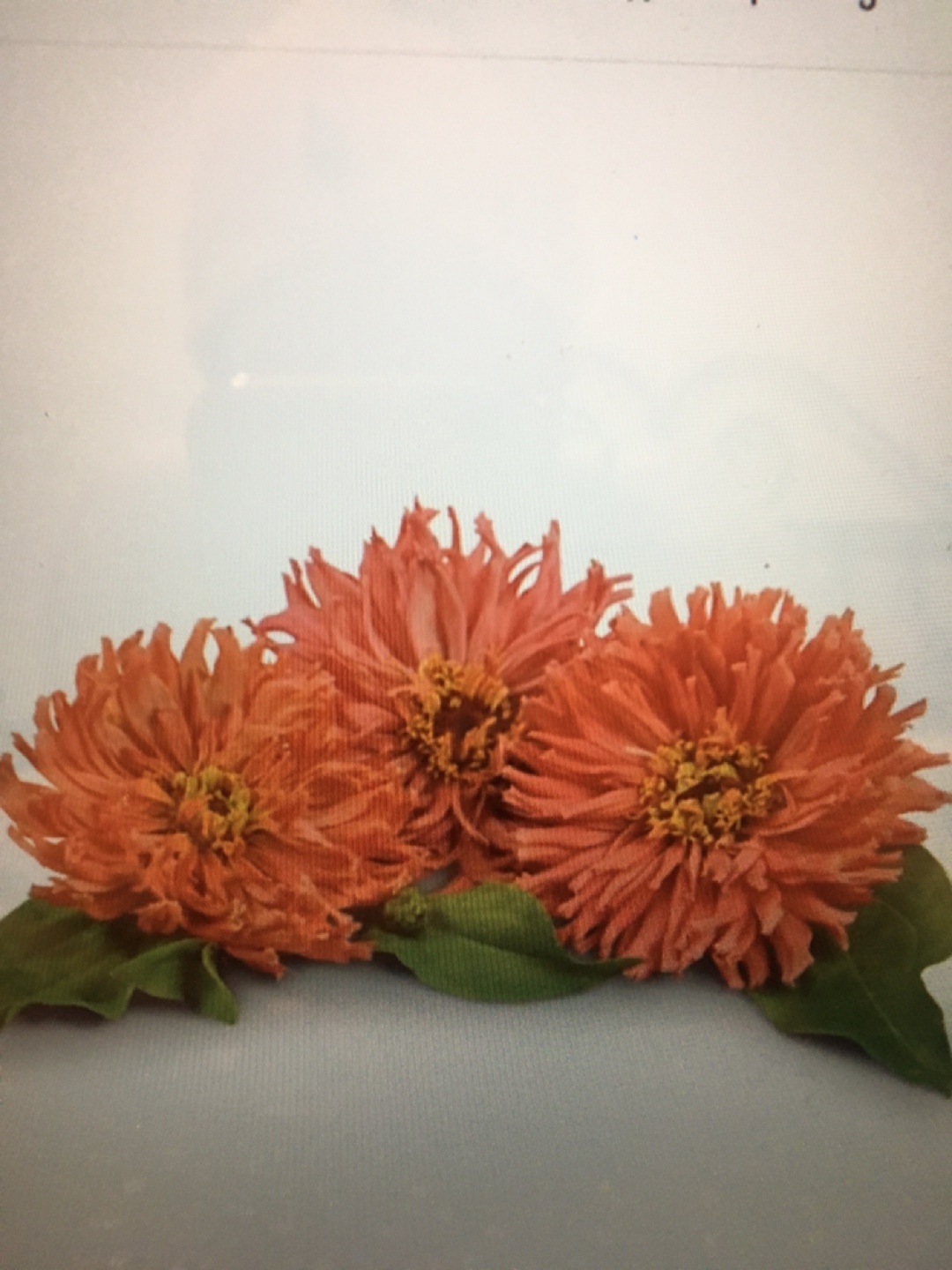 FREE Pink Senorita Zinnias Seeds - 2025