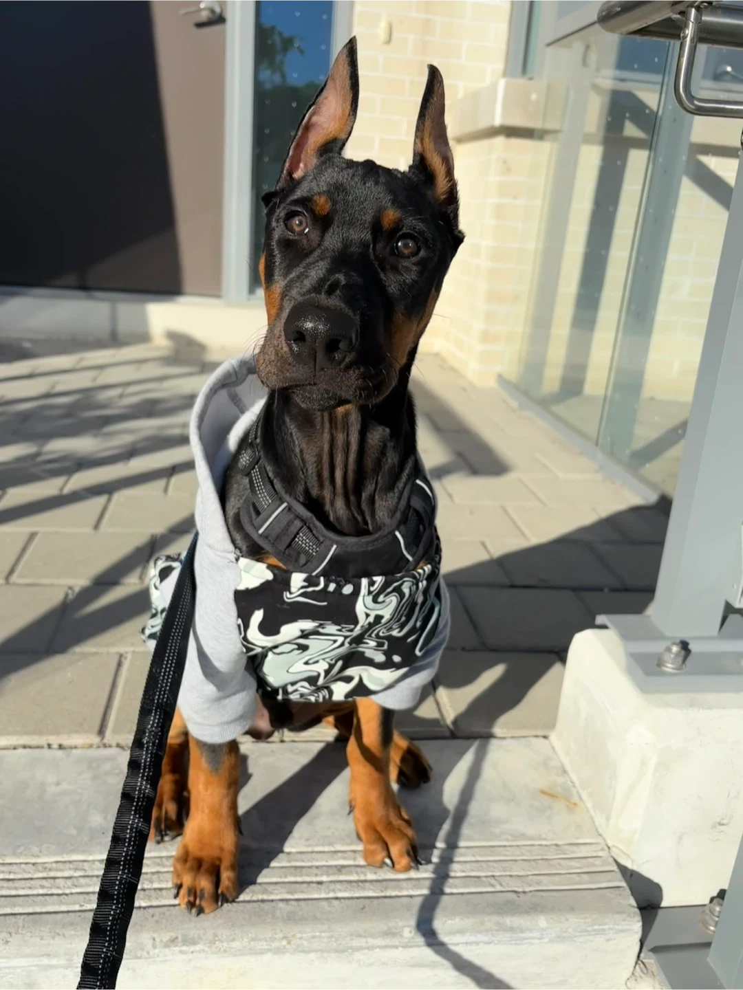 Canada Pooch Whatever The Weather Hoodie - photo 4