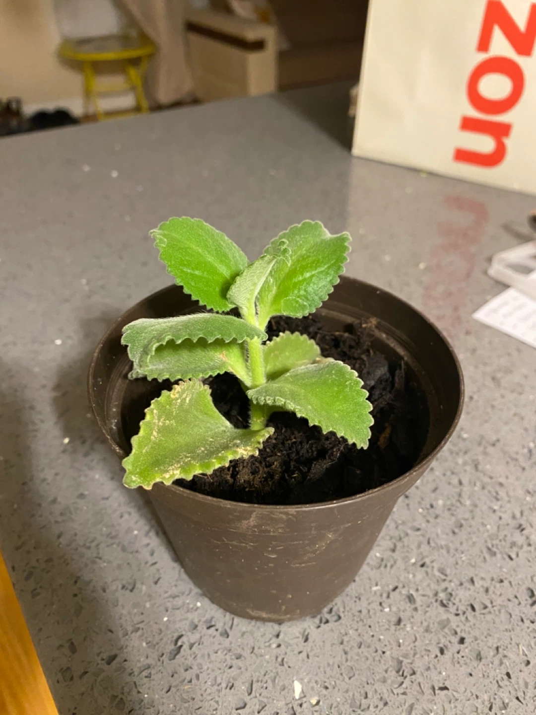 Potted Cuban Oregano Plant