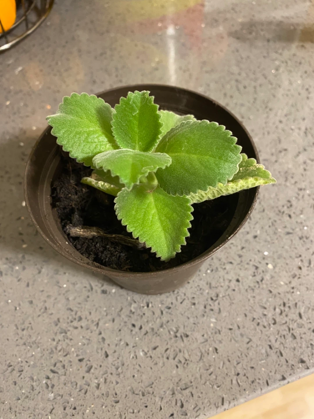 Potted Cuban Oregano Plant - photo 2