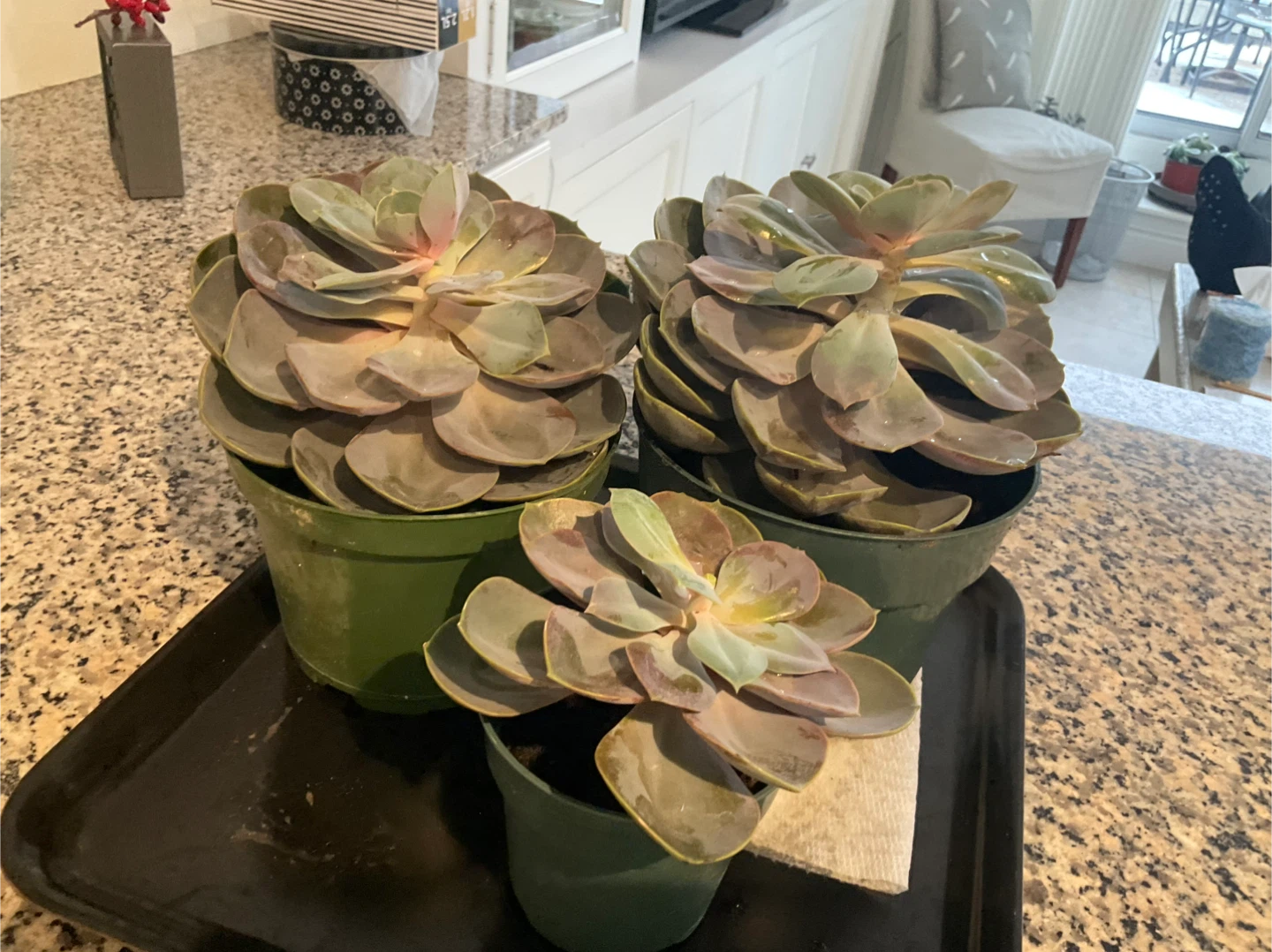 Potted Echeveria Succulent