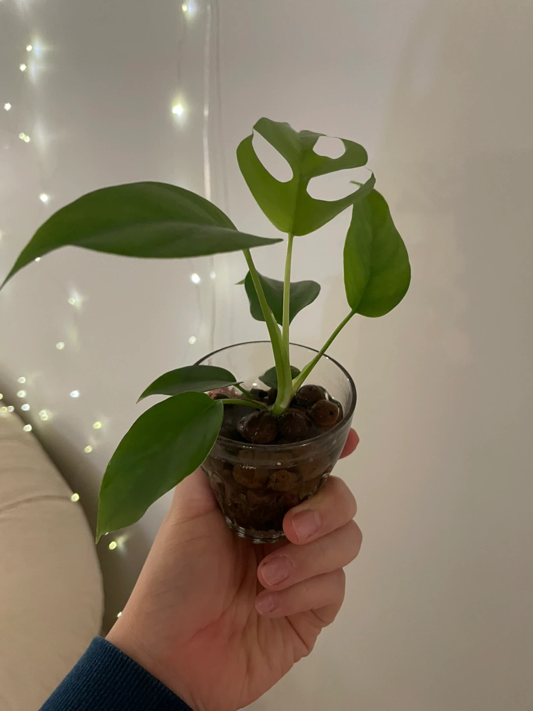 Mini Monstera (Rhaphidophora Tetrasperma) 🌱 - photo 2