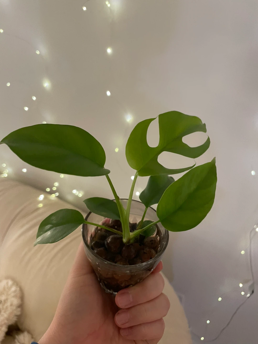 Mini Monstera (Rhaphidophora Tetrasperma) 🌱 - photo 4