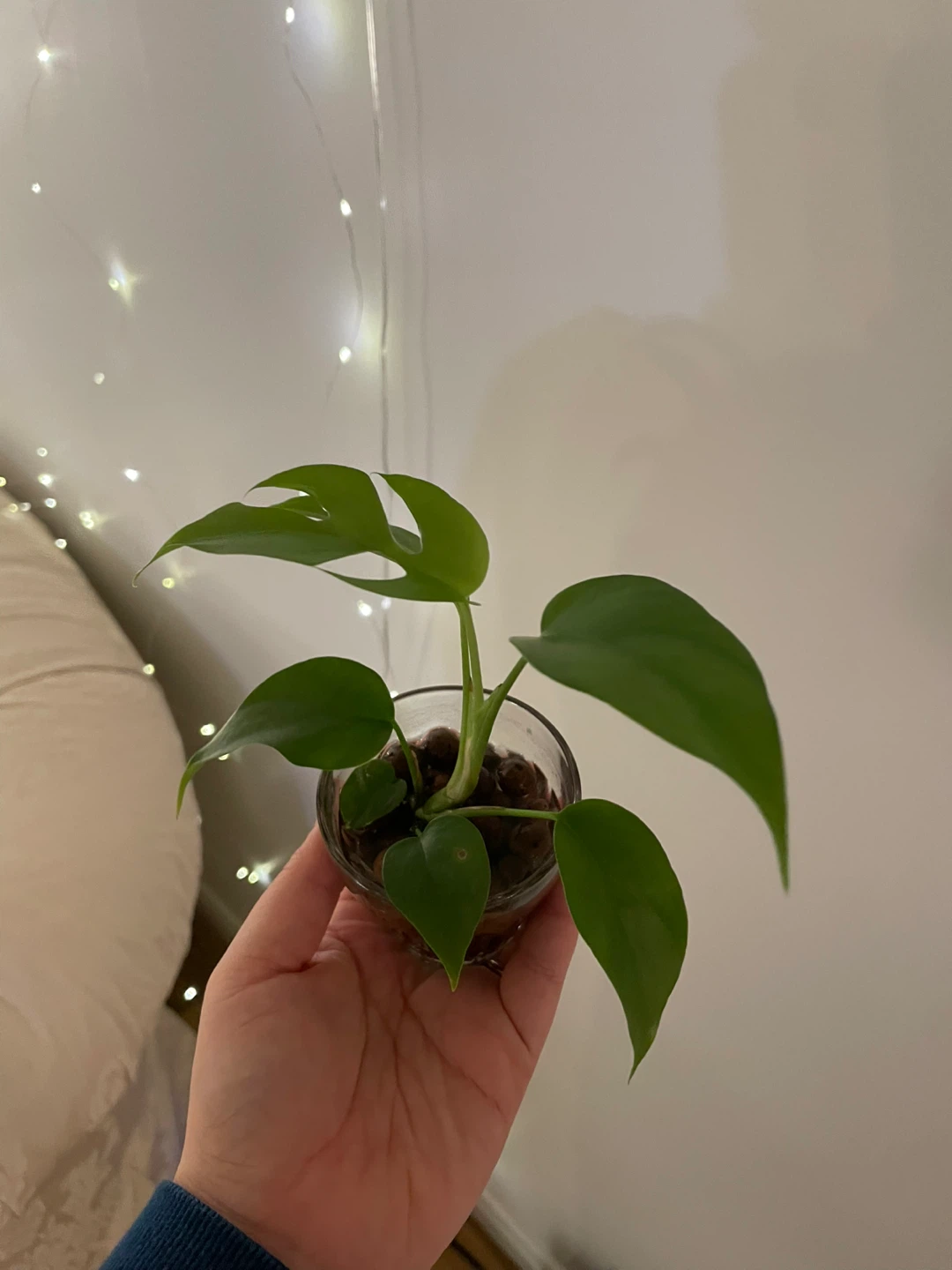 Mini Monstera (Rhaphidophora Tetrasperma) 🌱 - photo 3