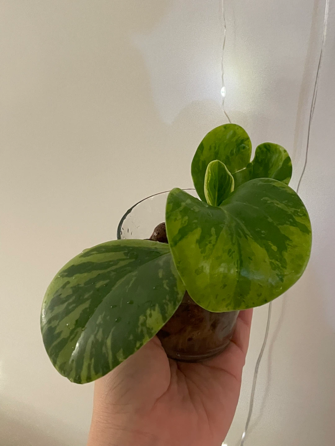 Peperomia Obtusifolia Variegata Plant - photo 2