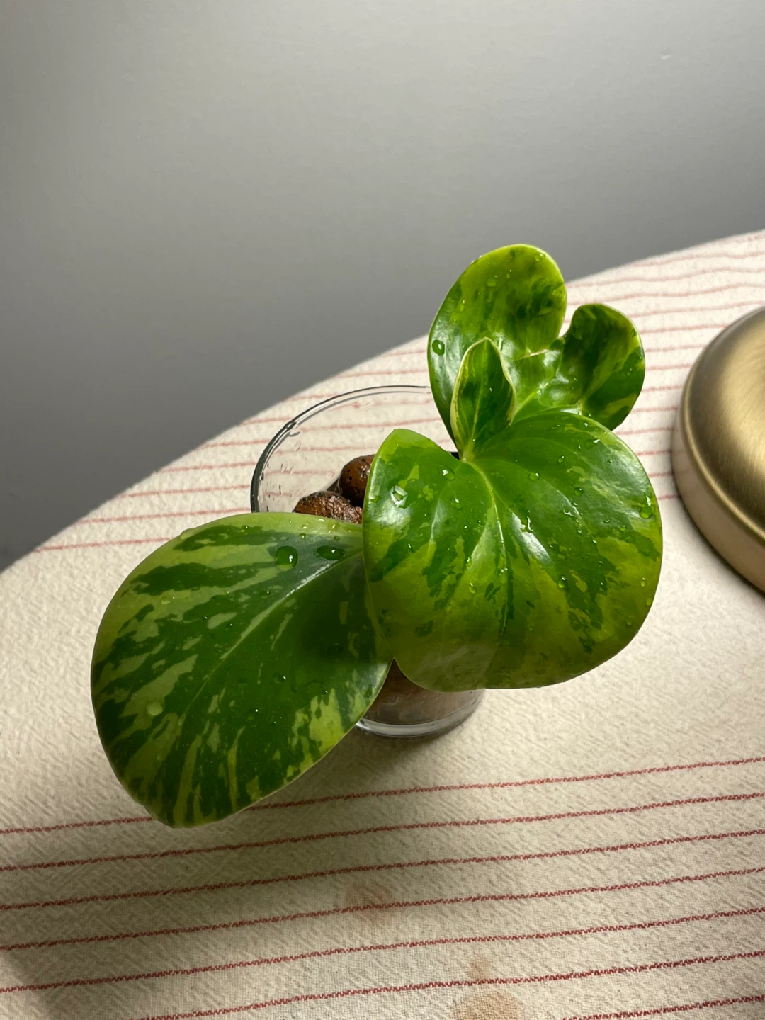 Peperomia Obtusifolia Variegata Plant