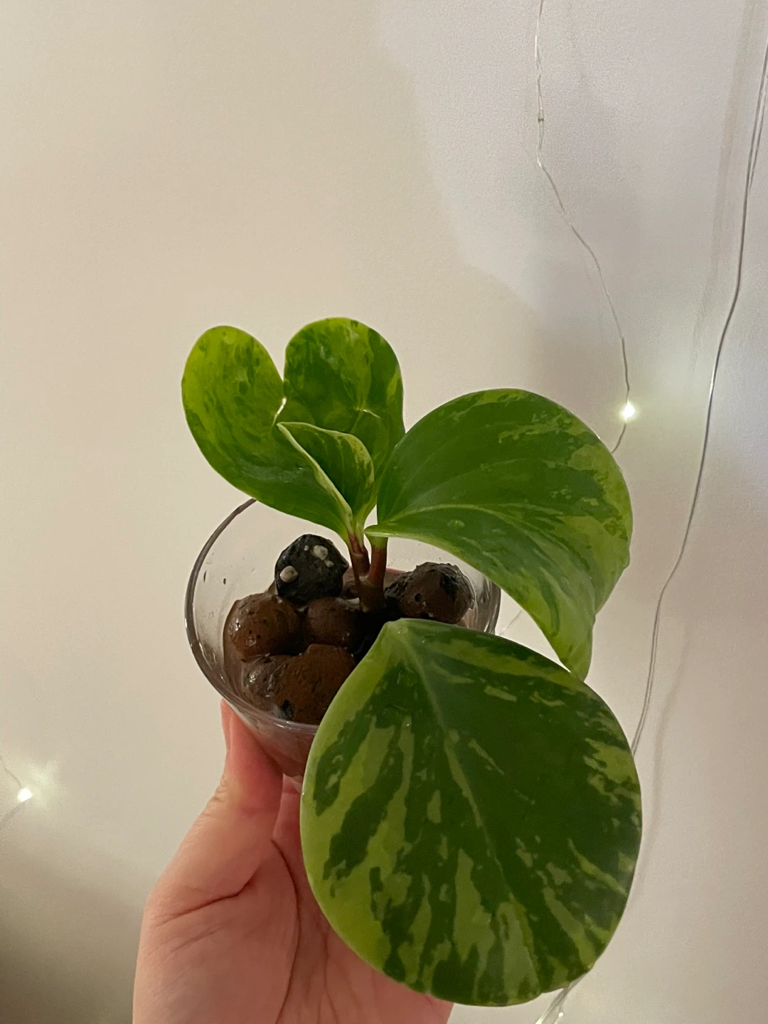 Peperomia Obtusifolia Variegata Plant - photo 3