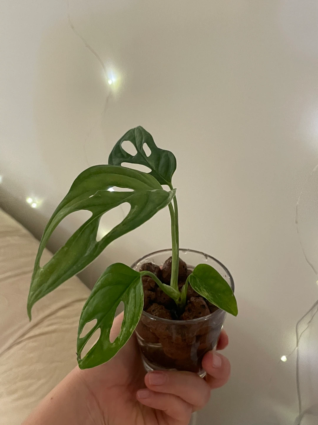 Rare Monstera Adansonii mint Plant - photo 4
