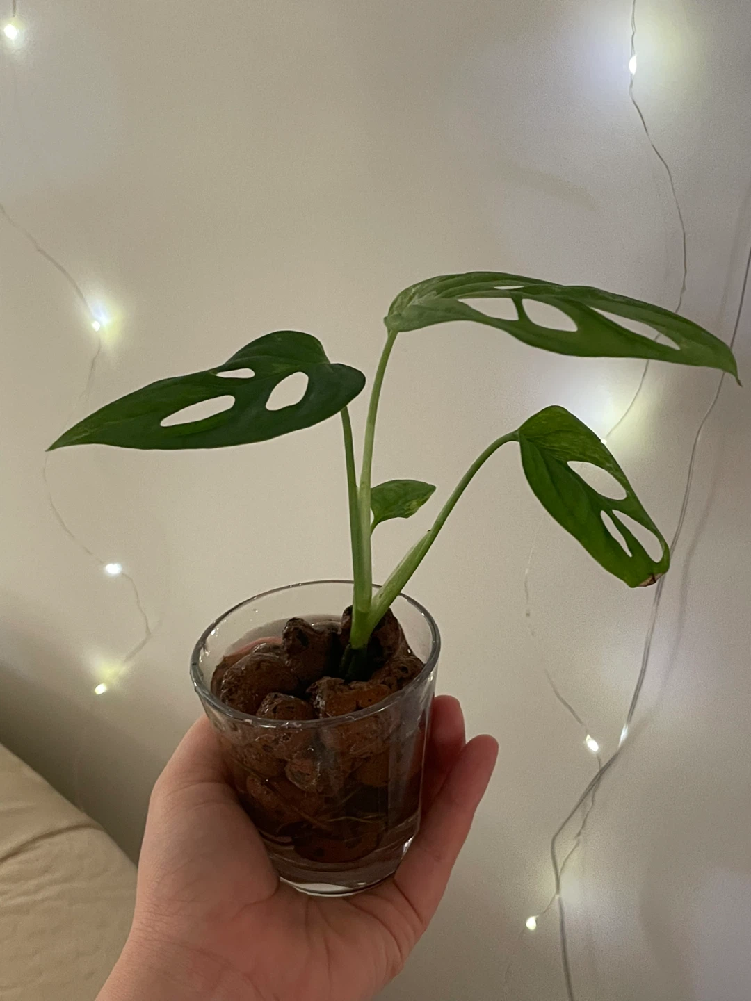 Rare Monstera Adansonii mint Plant - photo 5