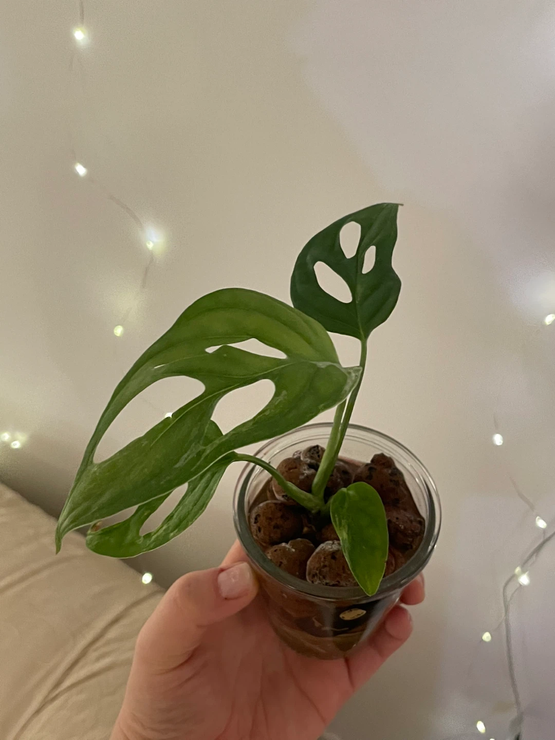 Rare Monstera Adansonii mint Plant - photo 3