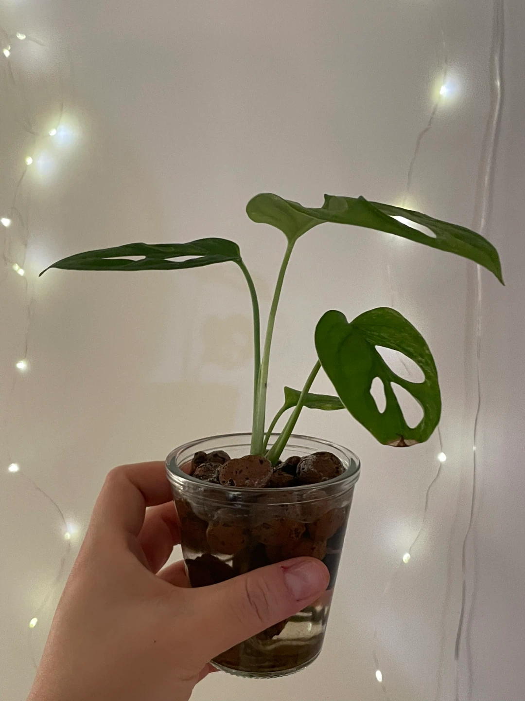 Rare Monstera Adansonii mint Plant