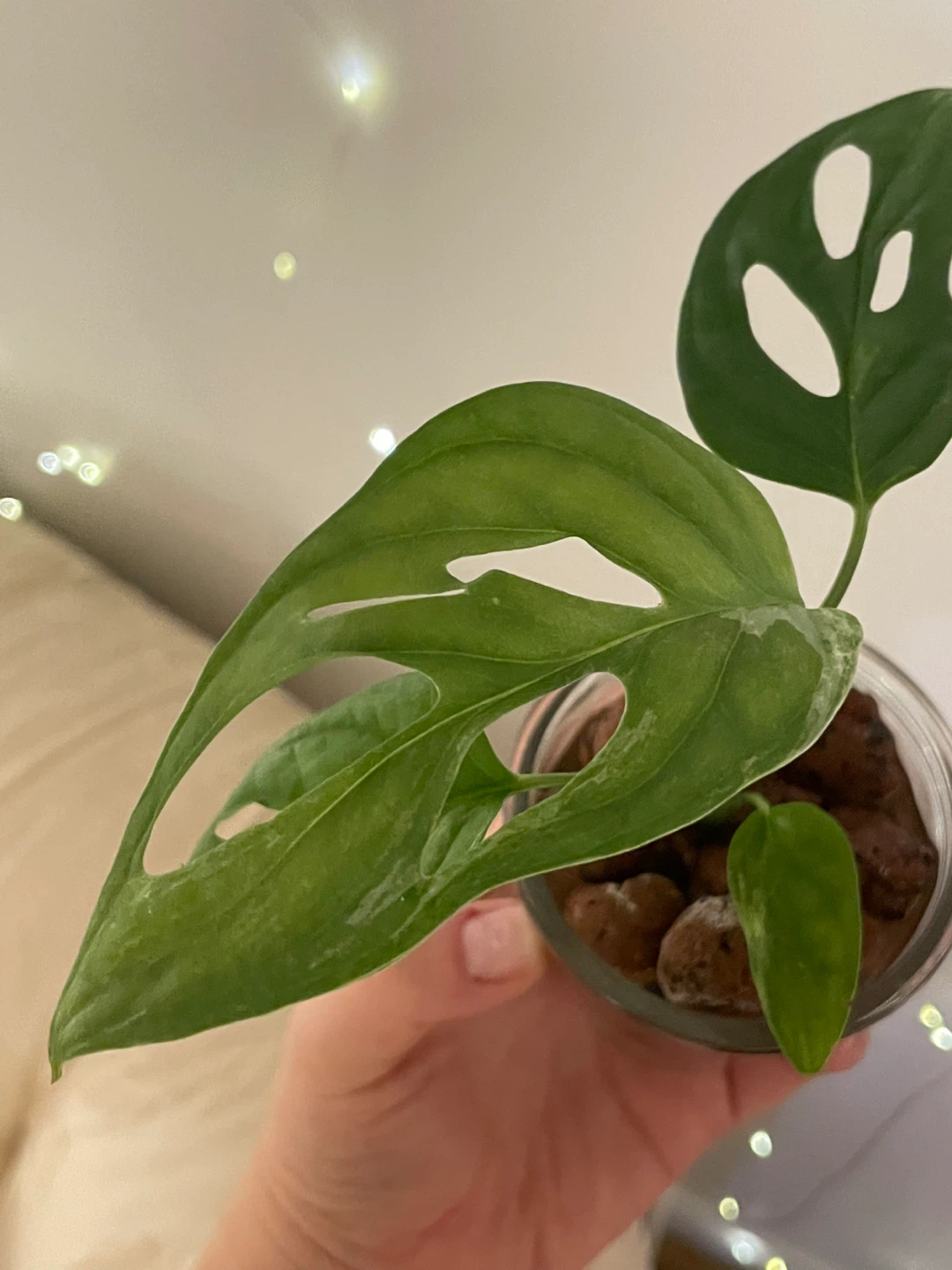 Rare Monstera Adansonii mint Plant - photo 2