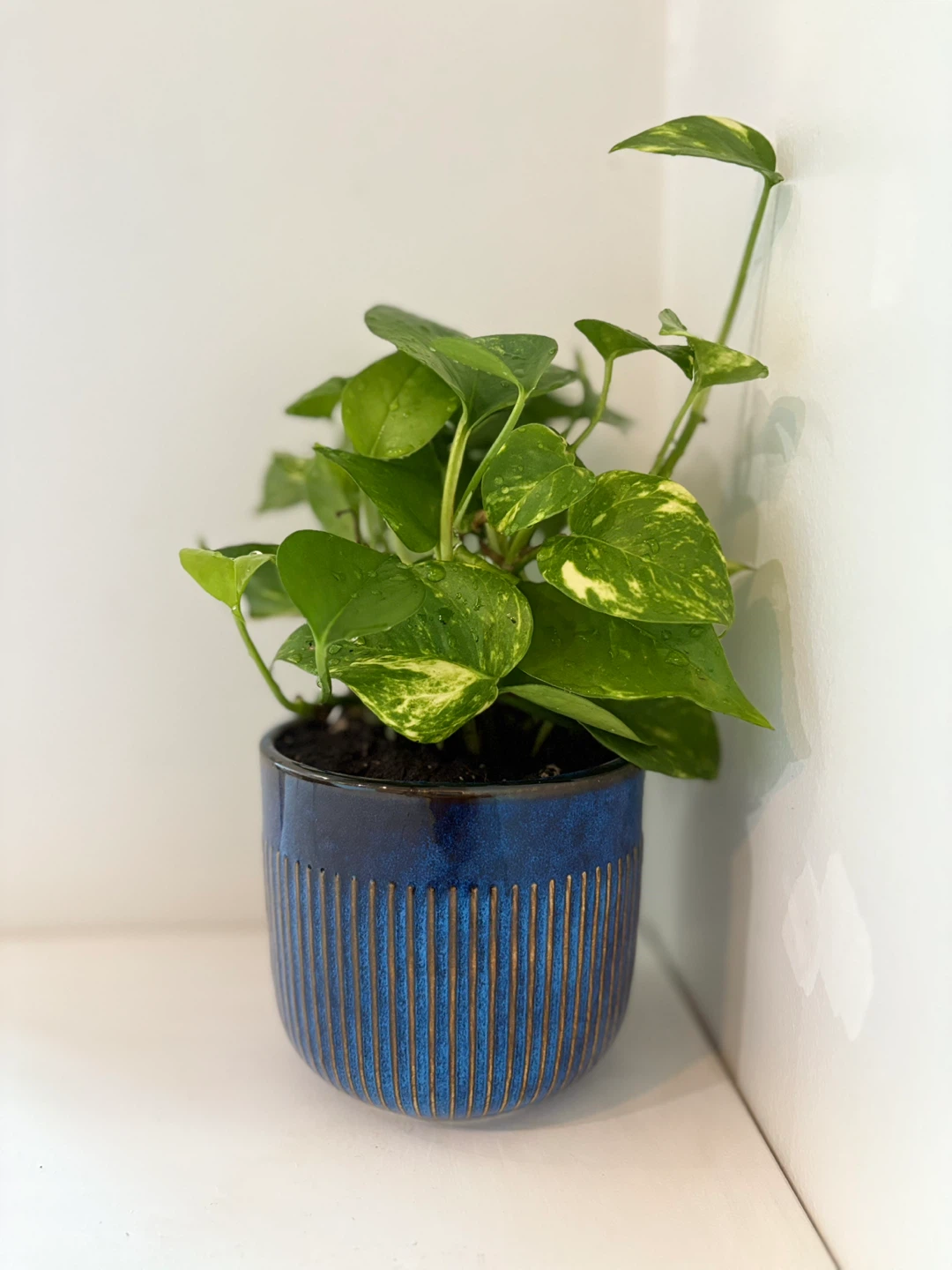 Pothos Plant in Blue Ceramic Pot