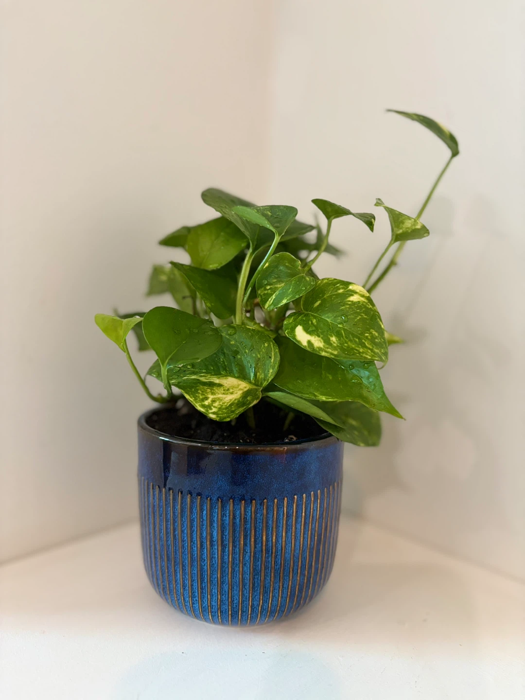 Pothos Plant in Blue Ceramic Pot - photo 4