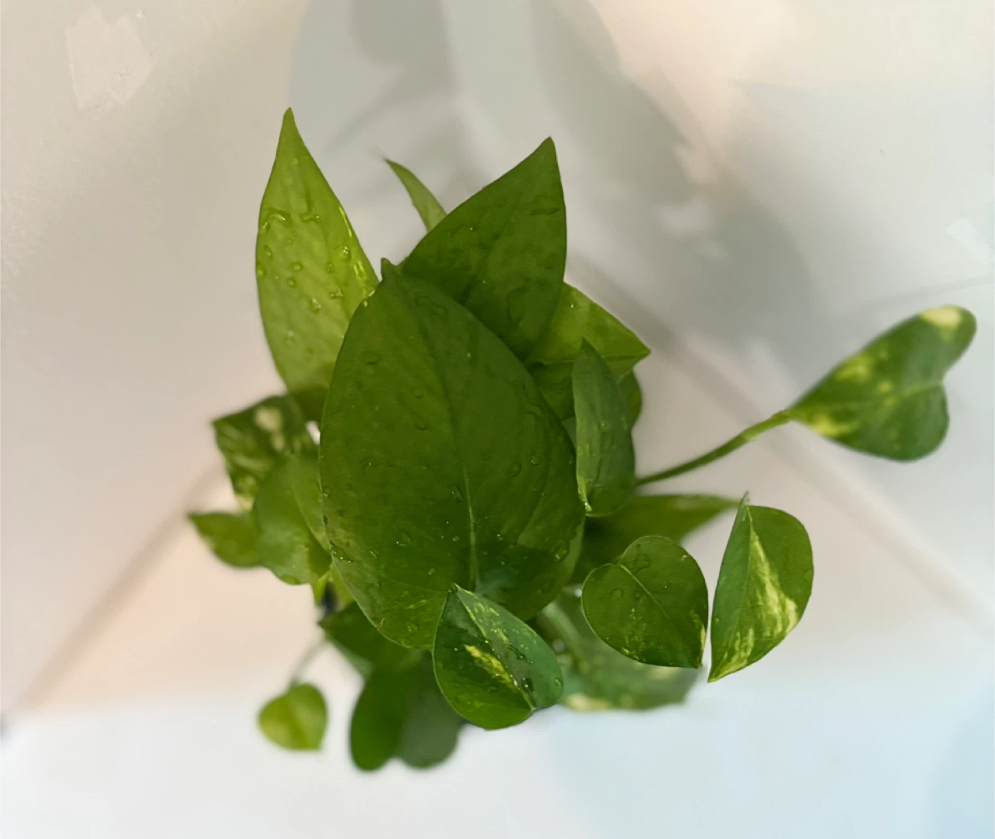Pothos Plant in Blue Ceramic Pot - photo 2