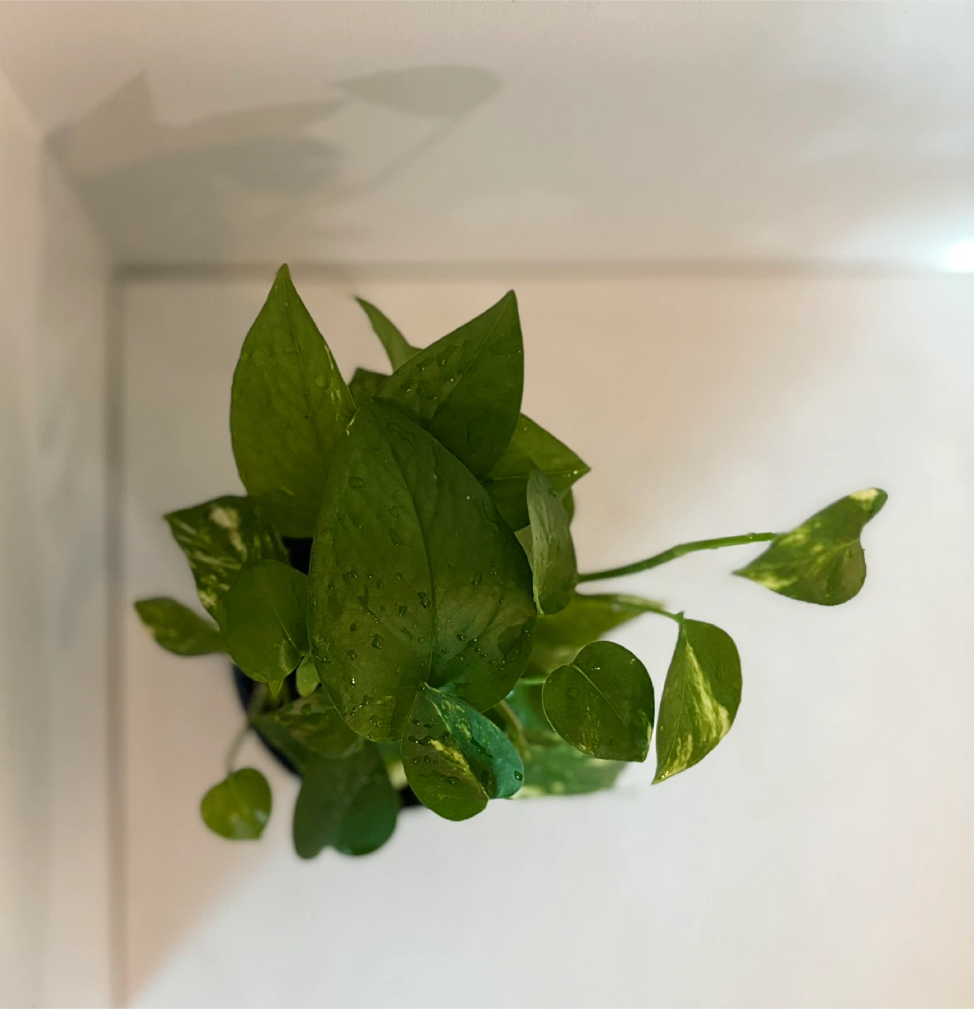 Pothos Plant in Blue Ceramic Pot - photo 3