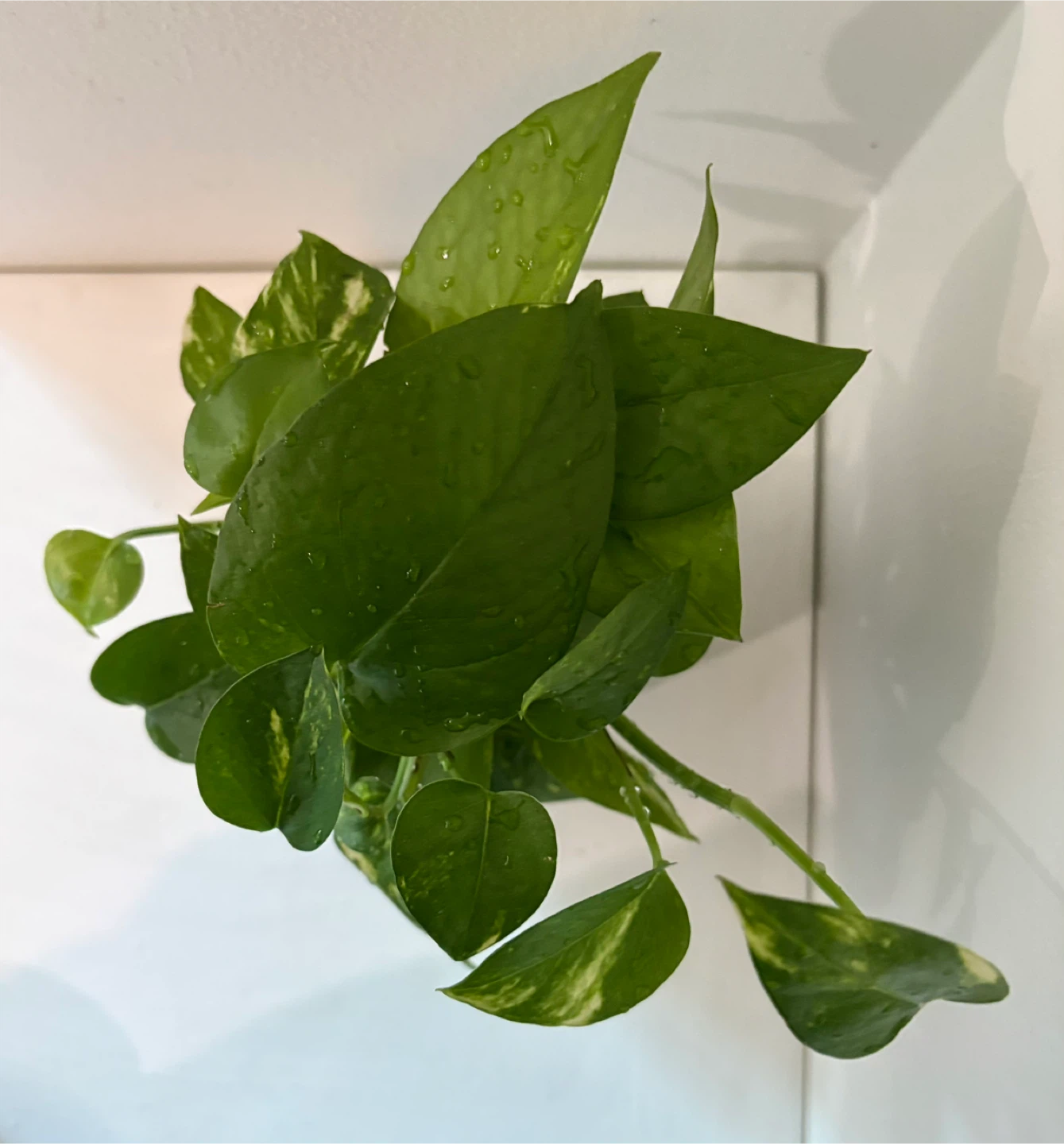 Pothos Plant in Blue Ceramic Pot - photo 5