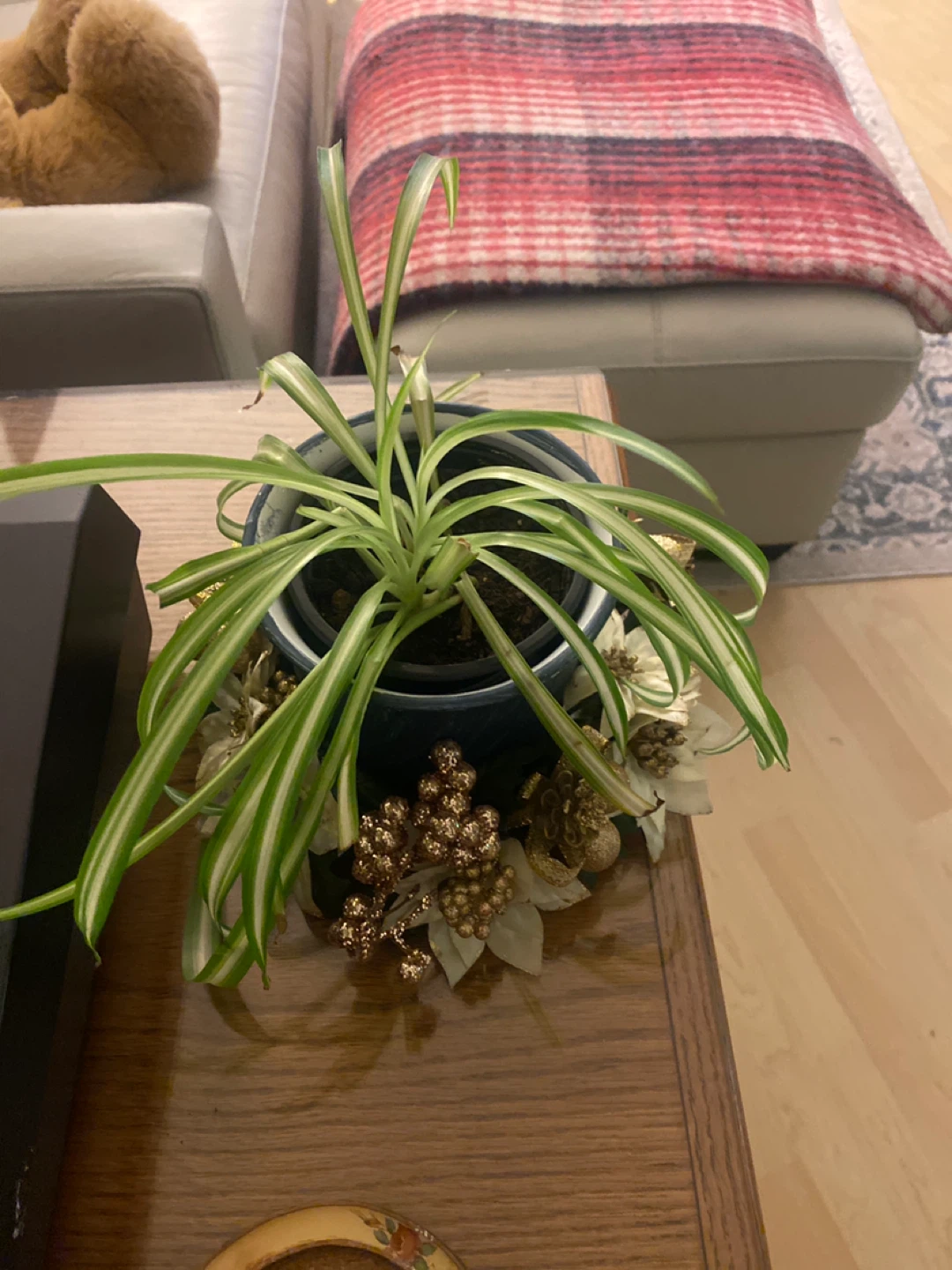 Spider Plant in Blue Pot - photo 2