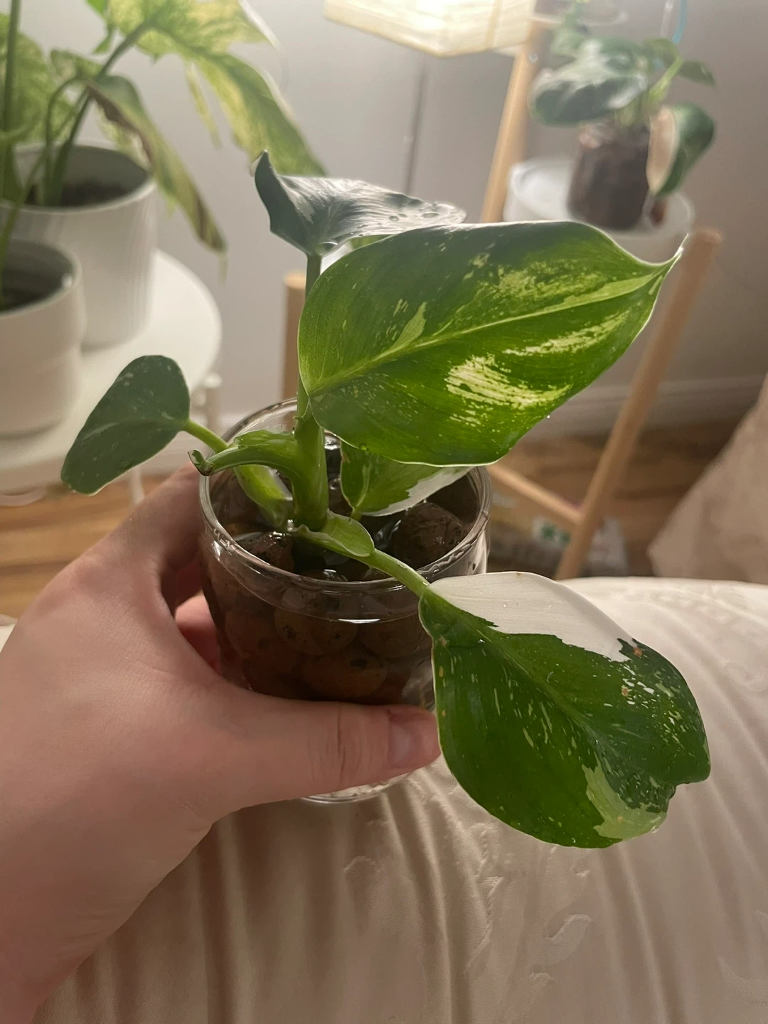 Philodendron White Prince 🌱