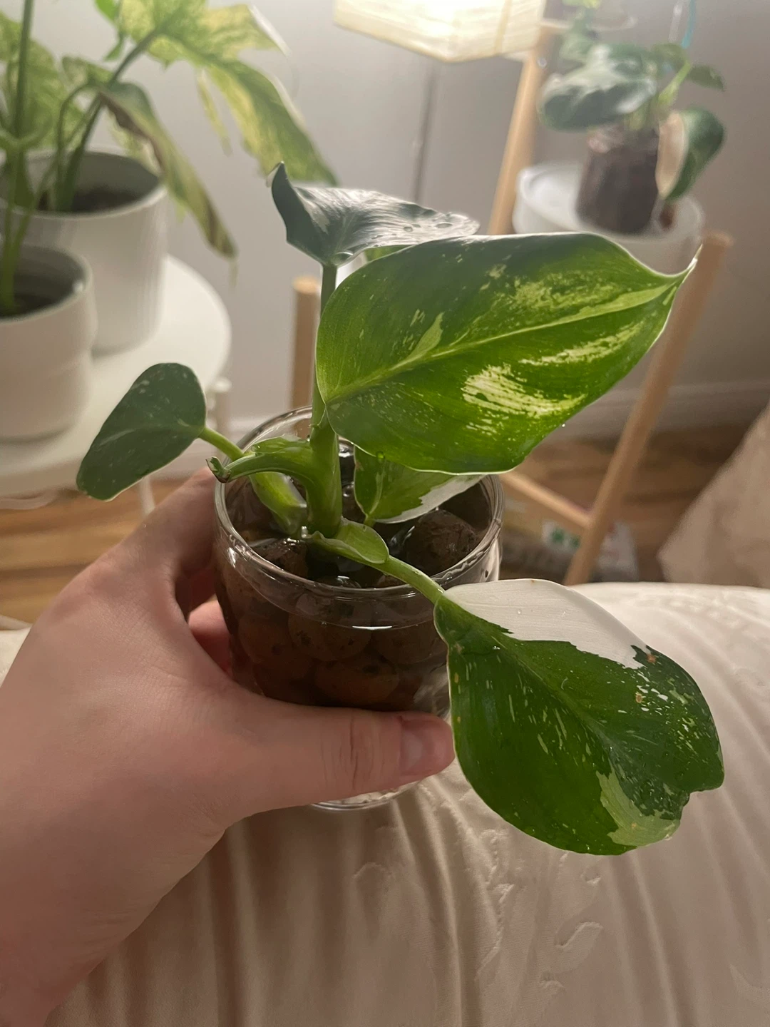 Philodendron White Prince 🌱 - photo 2