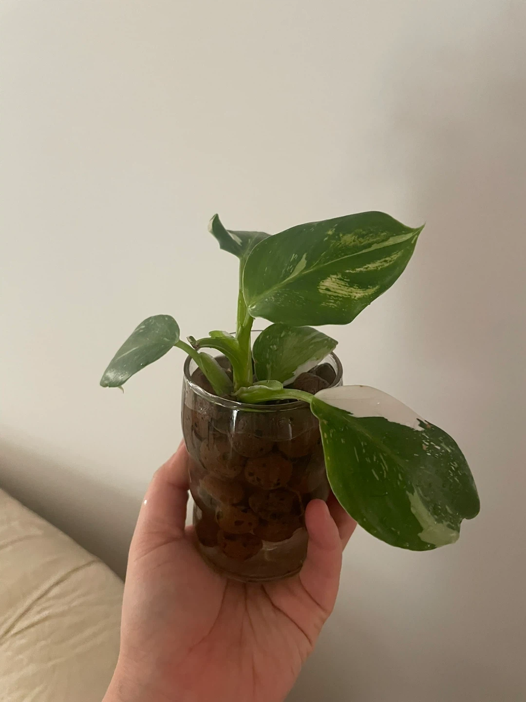 Philodendron White Prince 🌱 - photo 5